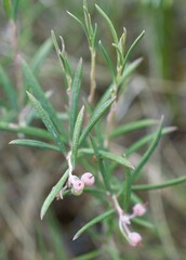 Andromeda polifolia glaucophylla