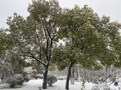 Cinnamomum camphora