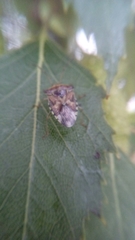 Elasmucha grisea