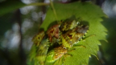 Elasmucha grisea
