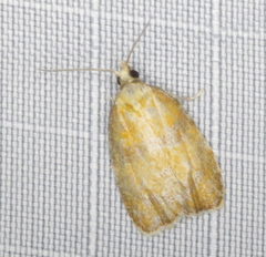 Acleris curvalana
