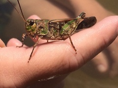 Pardalophora phoenicoptera