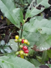Psychotria carthagenensis