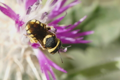 Pseudoanthidium
