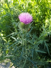 Cirsium vulgare