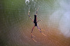 Nephila kuhli