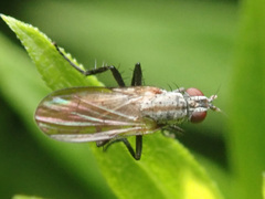 Anthomyia monilis