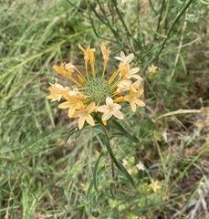 Collomia grandiflora