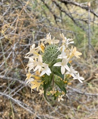 Collomia grandiflora