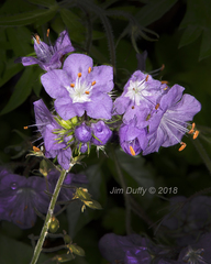 Phacelia bipinnatifida