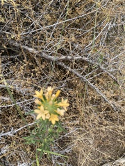 Collomia grandiflora