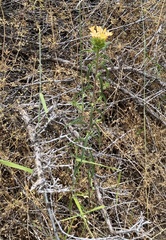 Collomia grandiflora