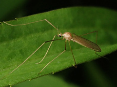 Erioptera