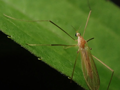 Erioptera