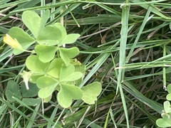 Oxalis grandis