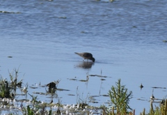 Calidris pugnax