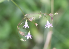 Campanula patula