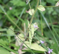 Campanula patula