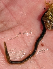 Eulalia clavigera