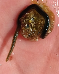 Eulalia clavigera