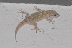 Tarentola mauritanica