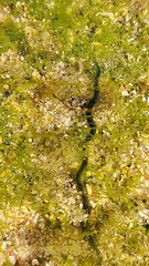 Eulalia clavigera