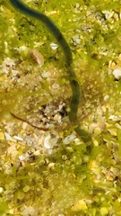 Eulalia clavigera