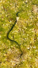 Eulalia clavigera