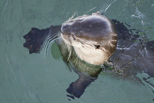 North American River Otter, photo 6 of 9