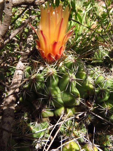 Thelocactus leucacanthus