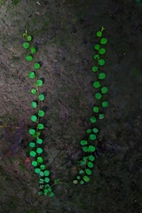 Evolvulus nummularius