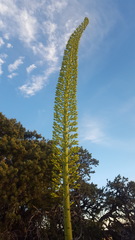 Agave utahensis kaibabensis