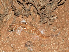 Chondrodactylus angulifer