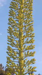 Agave utahensis kaibabensis