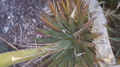 Agave utahensis kaibabensis