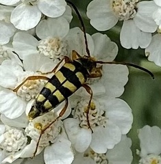 Stenostrophia tribalteata