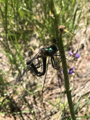 Cordulia shurtleffii