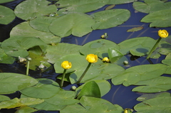 Nuphar lutea