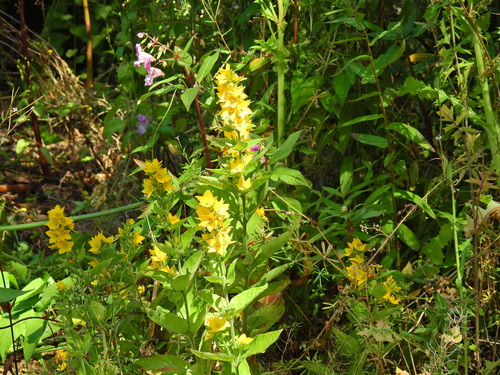 Lysimachia punctata