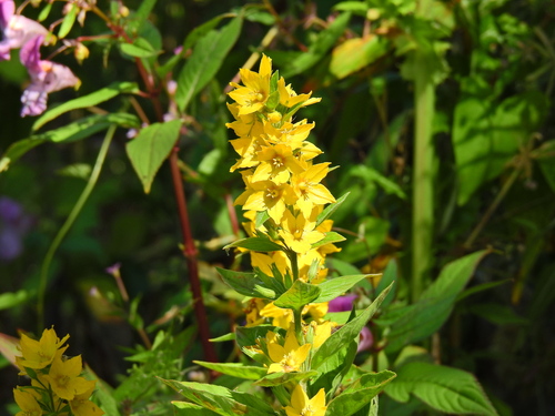 Lysimachia punctata
