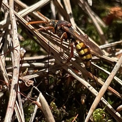 Nomada marshamella