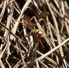 Nomada marshamella