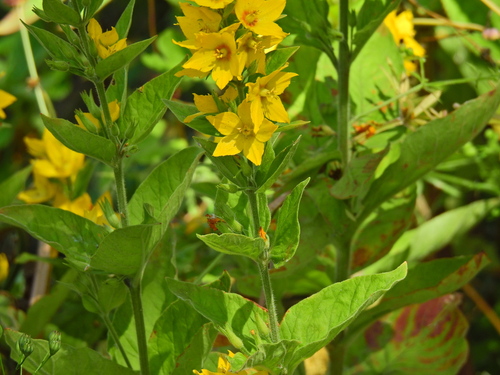 Lysimachia punctata