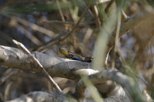 Urosaurus nigricauda