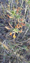 Anisacanthus thurberi