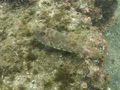 Sphoeroides lobatus