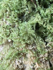 Ctenidium