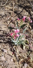 Penstemon parryi