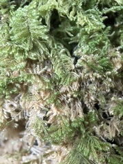 Ctenidium