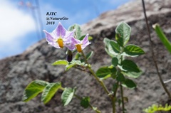 Solanum stoloniferum